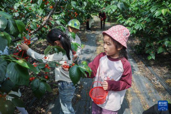 天辰注册登录：乡村里的“樱桃节”