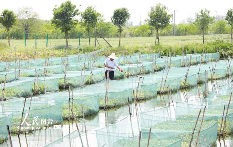 天辰平台官方：安徽肥西：科技养殖助农增收